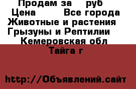 Продам за 50 руб. › Цена ­ 50 - Все города Животные и растения » Грызуны и Рептилии   . Кемеровская обл.,Тайга г.